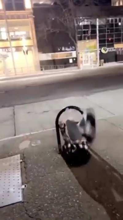 WCGW Hopping over a metal bar