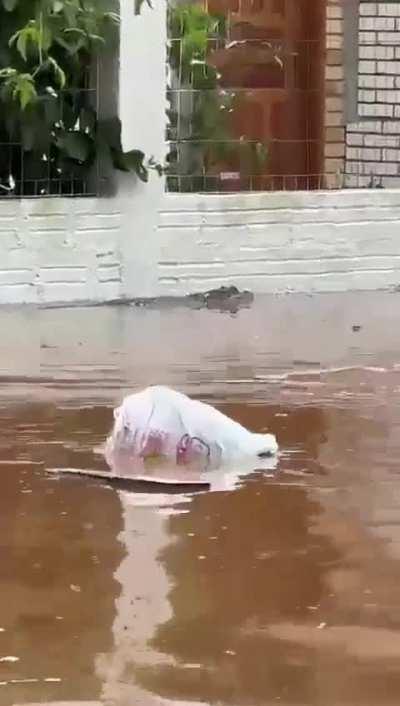 Jacaré no bairro Menino Deus, Porto Alegre - RS