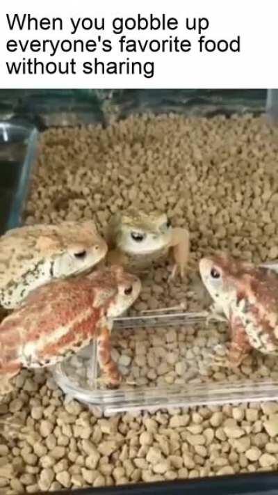 Frog feast