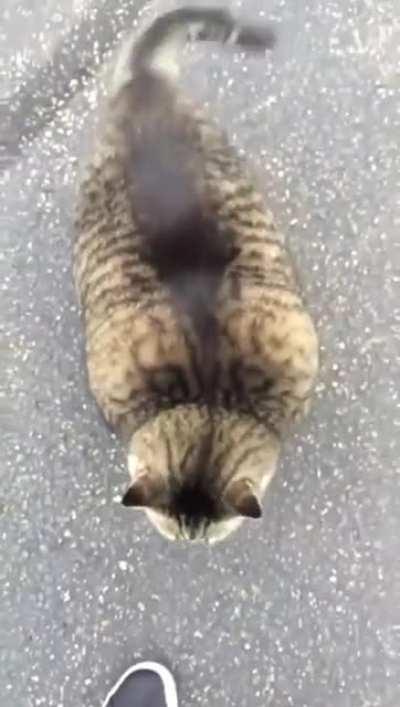 Chonkin' his way downtown