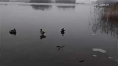 🔥 This ducks smooth landing on an icy pond