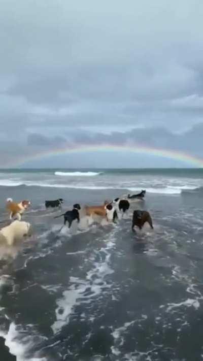 doggy heaven