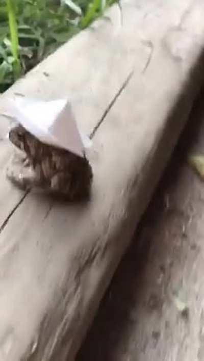 Gave This Handsome Boy a Hat