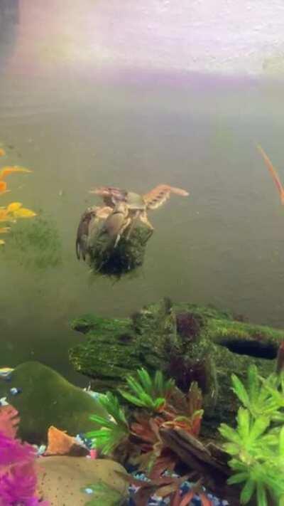 My ghosts do this with duckweed