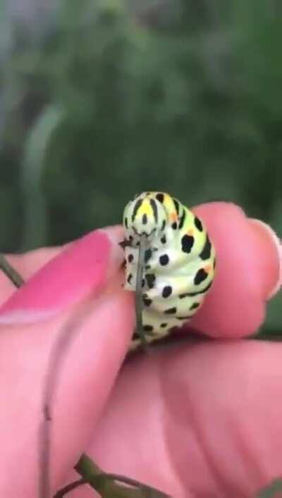 🔥 caterpillar having a snack