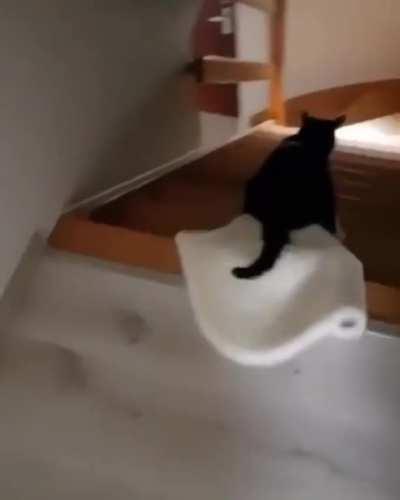 That's how the cat has fun