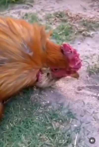 how to deactivate a chicken