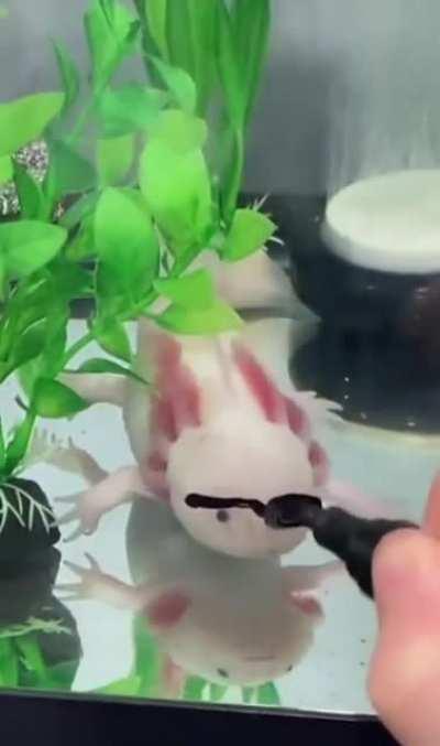 sICK TwISTed mAN BLindS INNoCEnT cREatuRE