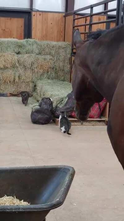 Bandit on the hunt... For his brother, Smokey!