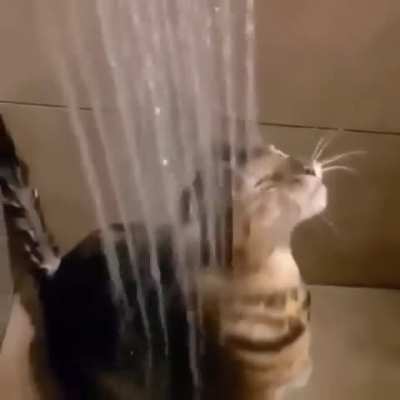 Wunk ENJOYS a thorough sog