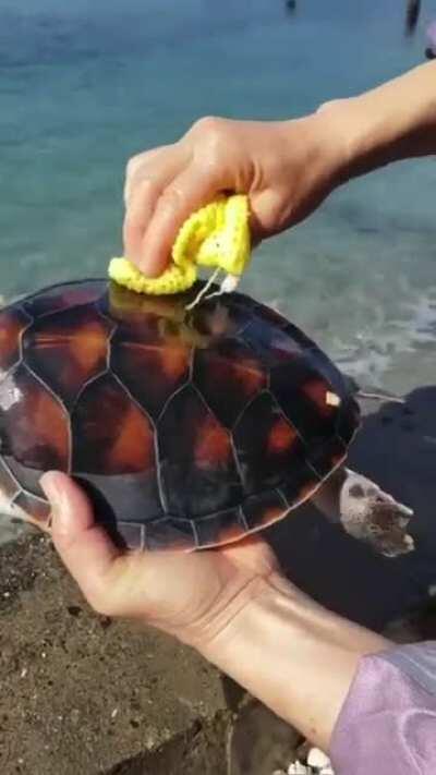 Turtle getting a bath to help keep them free from harmful parasites and disease