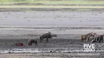 Hyena attempts to fight back while getting eaten alive by another hyena