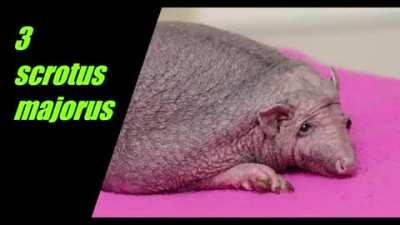 top 5 animl romnaia ( parera mea )