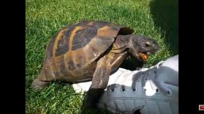 The turtle is trying to mate with the shoe