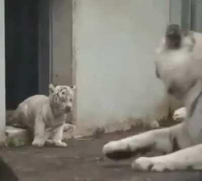 Baby tiger sneaks up on it's mom