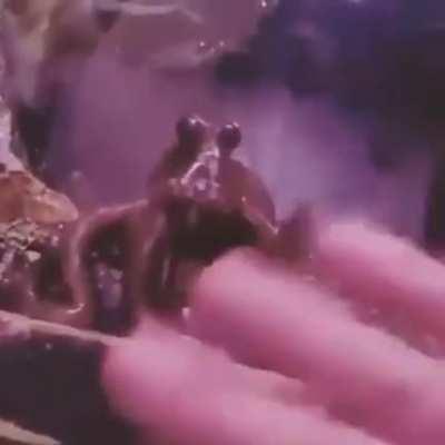 🔥 This octopus learned how to copy a “hello wave”