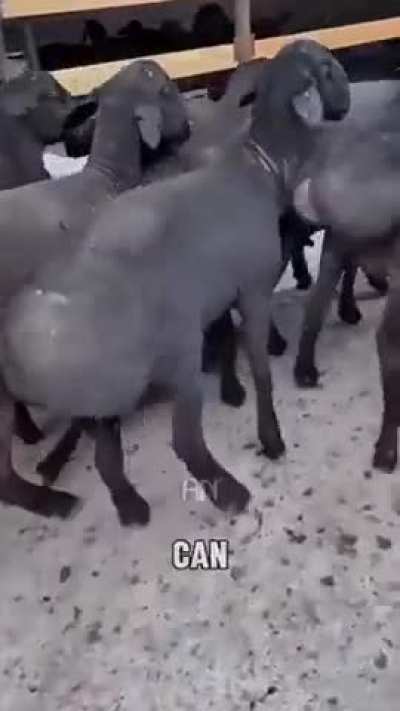 Arab Bros 🤦‍♂️