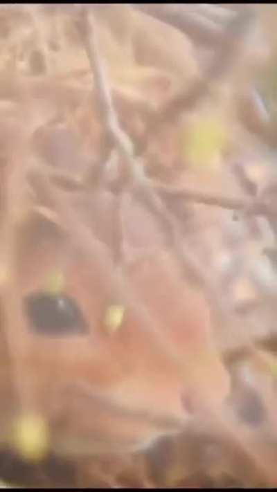 Squirrel makes a house by the window and brings her family into it for the winter