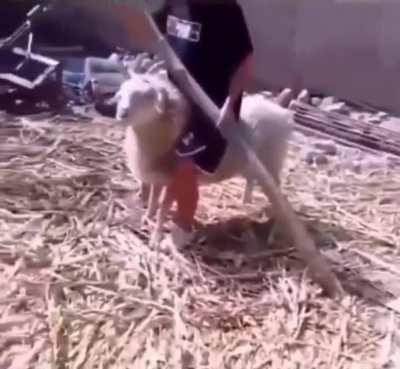 sheep was rethinking his whole life