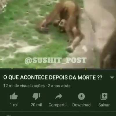 Macaquinho fazendo chuveiro dourado