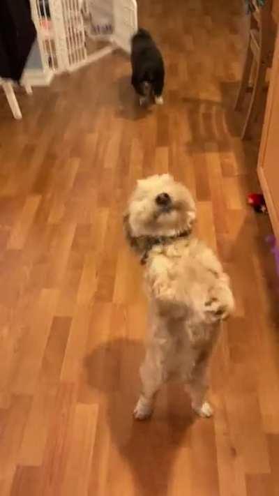 Baxter wants everyone to pet him.