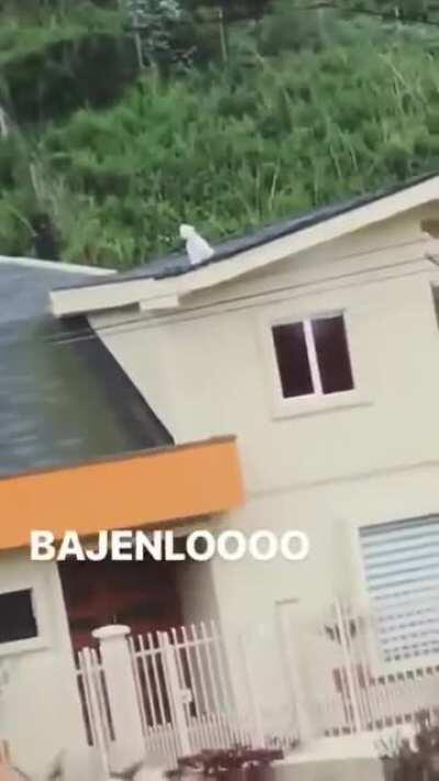 Vecina, baje al perro