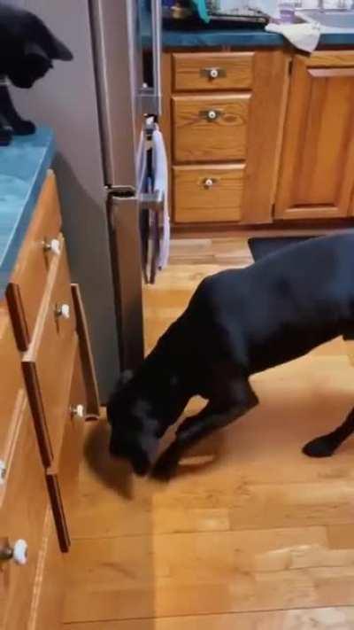 How to please cats and dogs at the same time