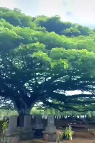 Massive tree over a cemetery.