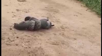 Boa constricting a Jaguarundi