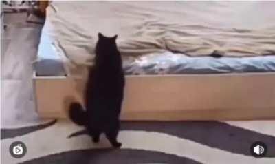 Momma cat fixes bed after her kitten messed it up