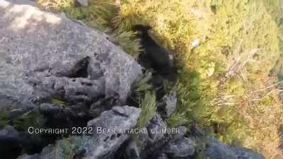 fighting off a bear attack