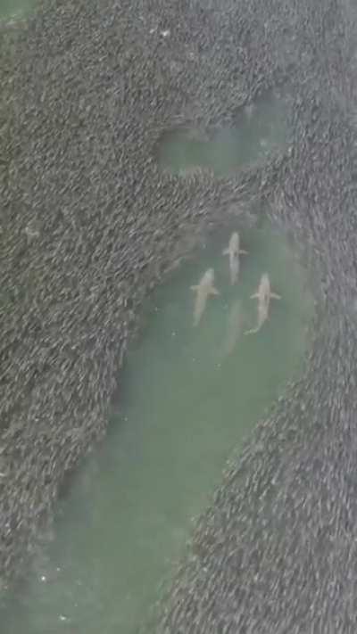 A shiver of sharks swimming through a school of fish; Pretty Rad!?