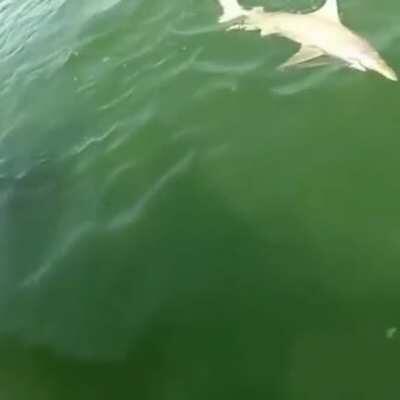 Everyone's worried about sharks, nobody's worried about Goliath Groupers. Here's one of them eating a shark.
