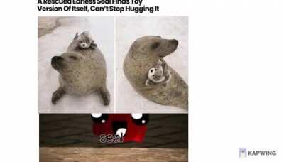 Everyone Liked That (A Rescued Earless Seal Finds Toy Version Of Itself, Can't Stop Hugging It)