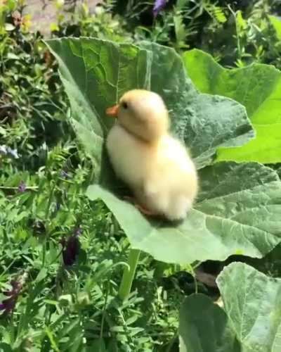 FeArFuL dUcK DaNgLeS FrOm LeAf FoR dEaR LiFe WhILe A tOrNaDo PaSsEs bY