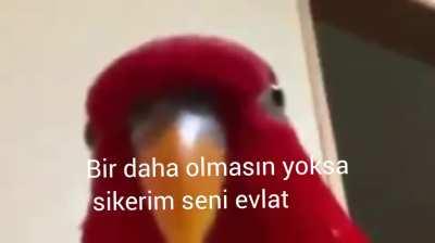 Cici kuş ama yazı eklenmiş hali.