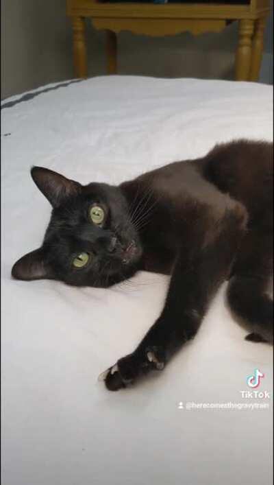 Genuinely blown away by all the love you guys have for Gravy....he's a very special boy! I told him about it, he tried to play it cool but I know he was pleased