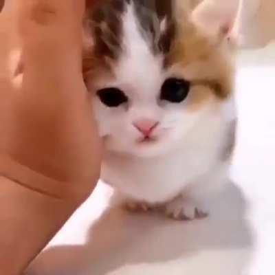 a very smol munchkitten
