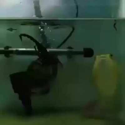 Fish that eats everything thrown at it.