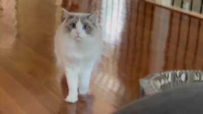 Foot slips off stool leaning over to get a better iPhone cinematic angle... Sorry Ayla.