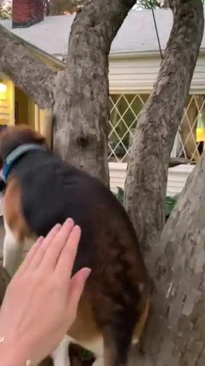 Duke is half monkey and half beagle