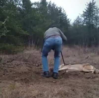 Man saves wolf from a trap