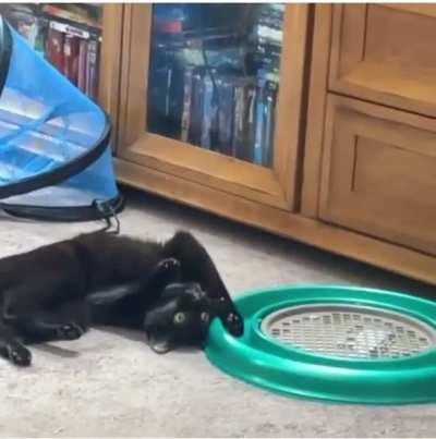 My friends cat is broken