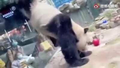 To enjoy the panda exhibit