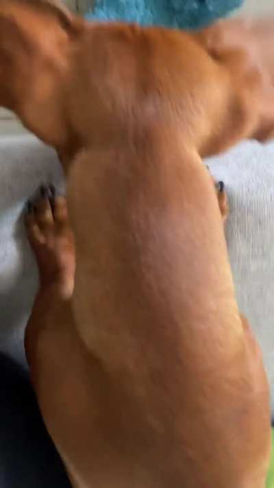 Pablo Escobark is not the most patient boy.. but I’m very impressed with the indoor voice