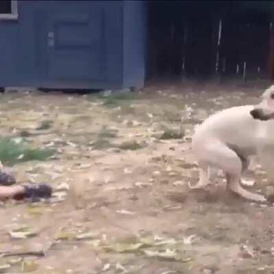 HMJB while I jump into a pile of leaves