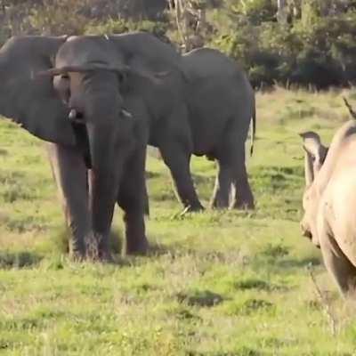 🔥 Elephant using a branch to confuse and ward off a rhino 🔥