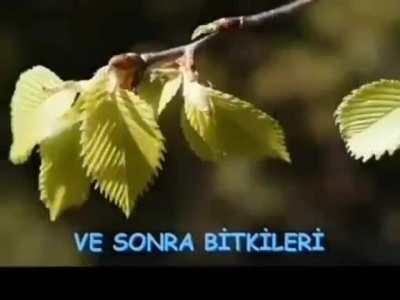 Zade dönen gorilden zevk almayı öğrenmeli