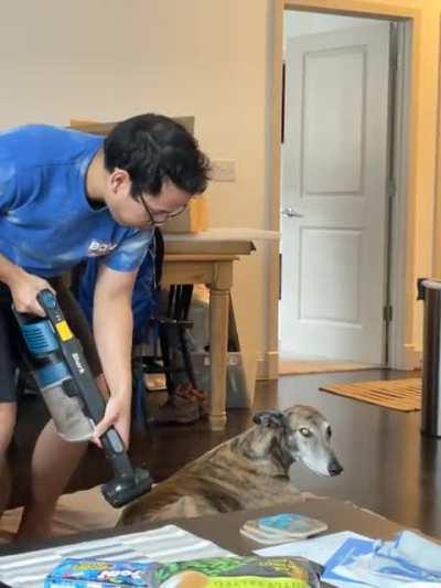 We got a new vacuum and it’s their new favorite toy