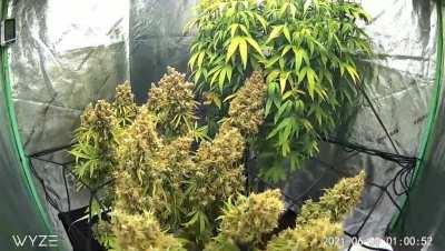 Seed to Smoke Time Lapse - 6 months in 6 minutes